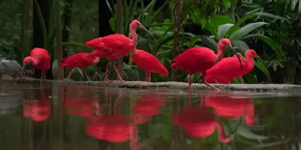 parc-des-Oiseaux-a-iguassu