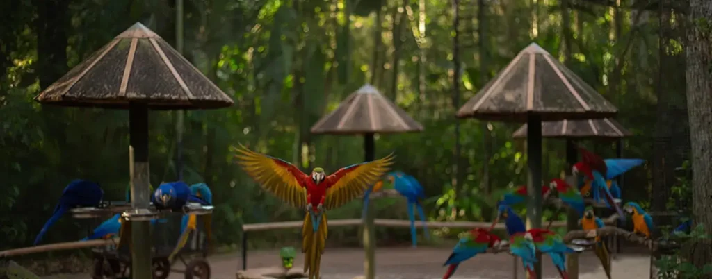 parc-des-oiseaux-Iguaçu-visite-avec-enfants parc-des-oiseaux-visite-avec-enfants