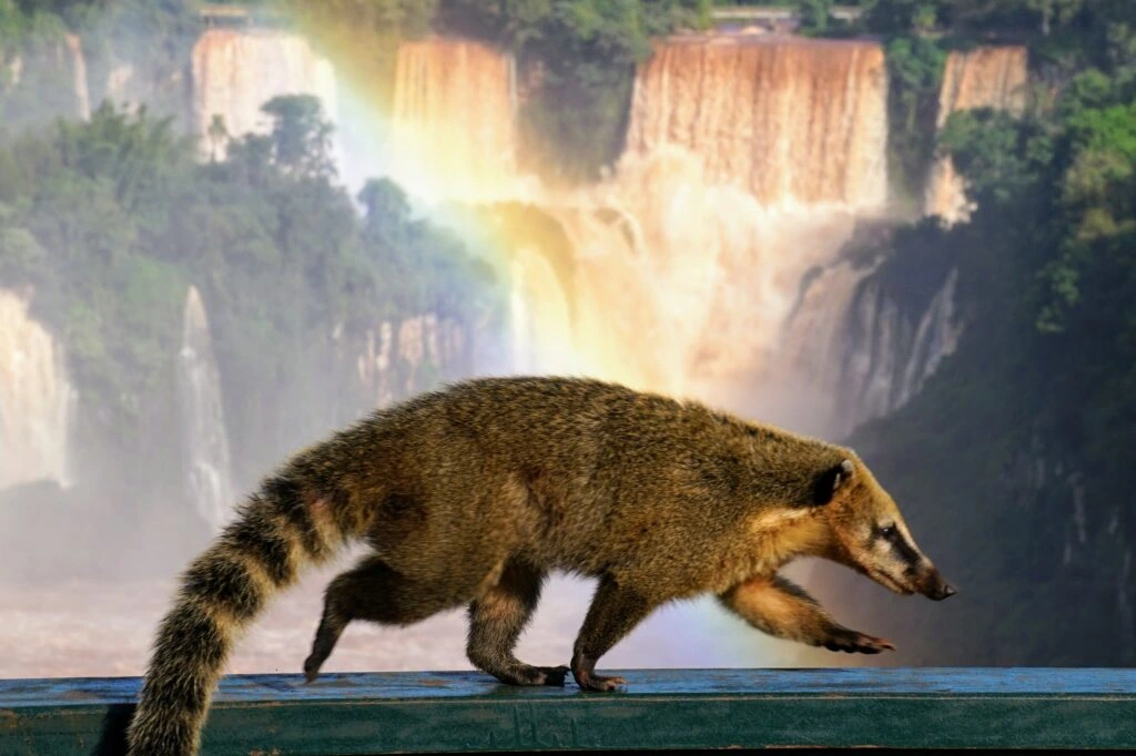 coati observé dans le parc national d’Iguaçu aux chutes d’Iguazu coati aux chutes d’Iguazu